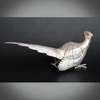 Silver Pheasants